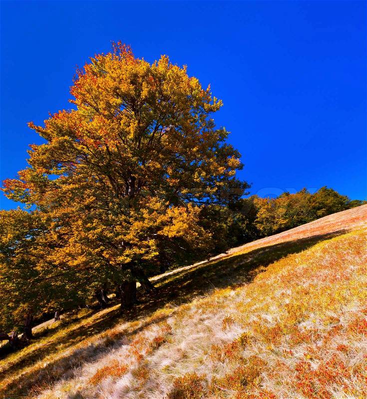 Yellow beech against the blue sky, stock photo