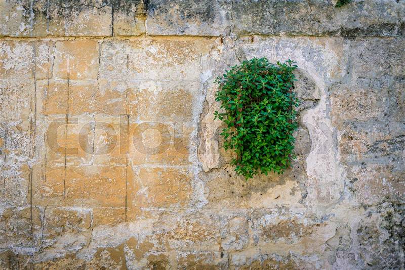Aged tiled stone wall with green creeper plant with copy space as background, stock photo