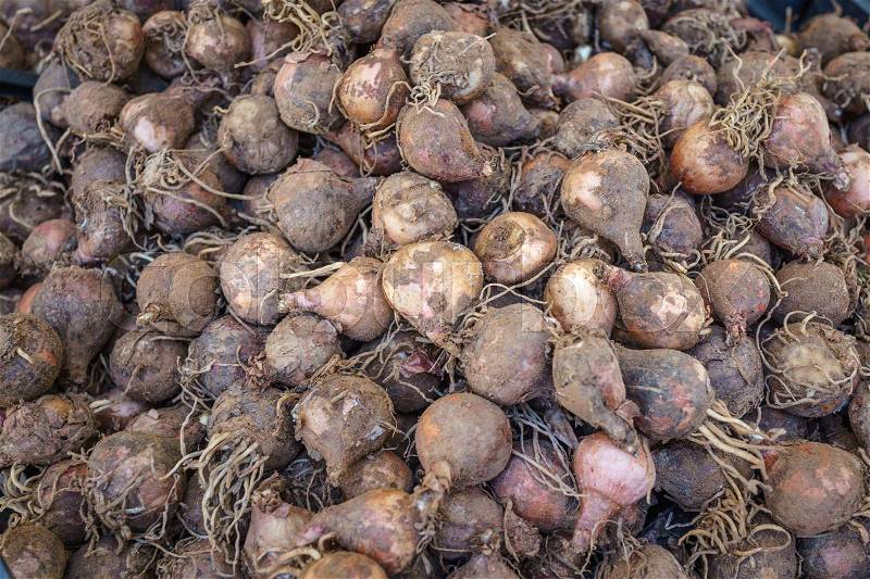 Harvested ripe beet root vegetable in Italian vagetarian market, stock photo