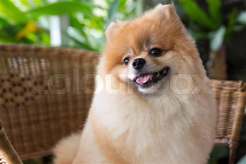 Happy pomeranian dog cute pet smile friendly, stock photo