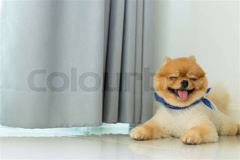 Pomeranian puppy dog grooming short hair style, cute pet happy smile in home with clean white tile floor, stock photo