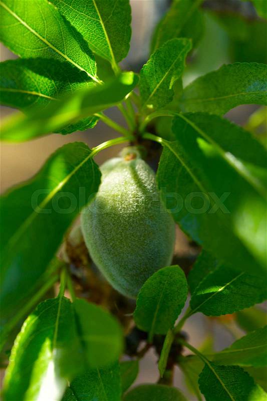 Closeup of a branch of an almond tree with some green almonds, stock photo