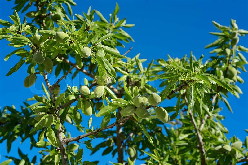 Closeup of a branch of an almond tree with some green almonds against the blue sky, stock photo
