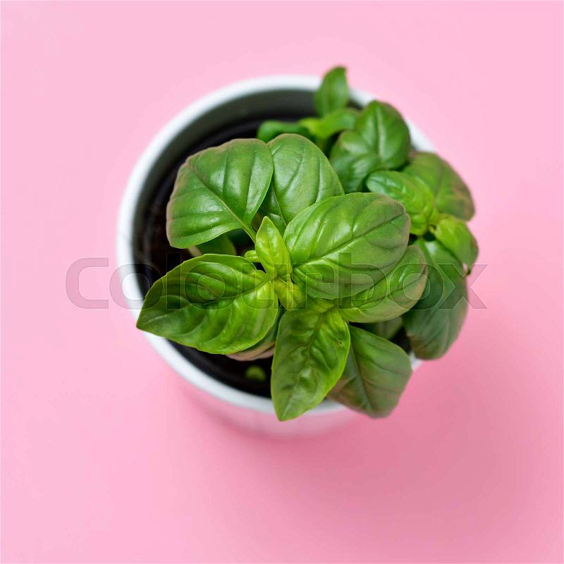 High-angle shot of a basil plant in a white ceramic plant pot on a pink background, stock photo