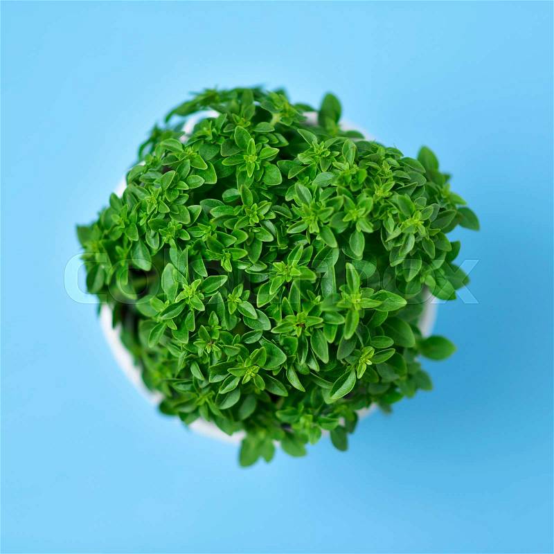 High-angle shot of a green bush basil plant in a white ceramic plant pot on a blue background, stock photo
