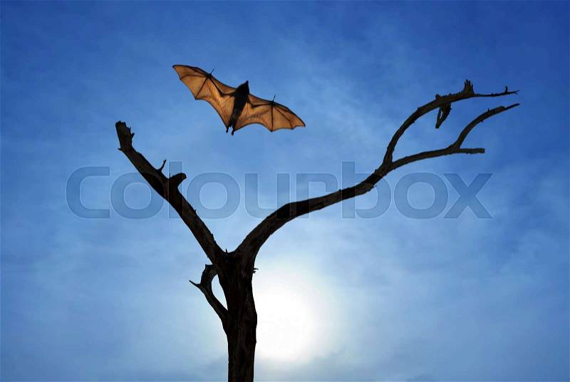Halloween background with flying bat over bright sky background, stock photo