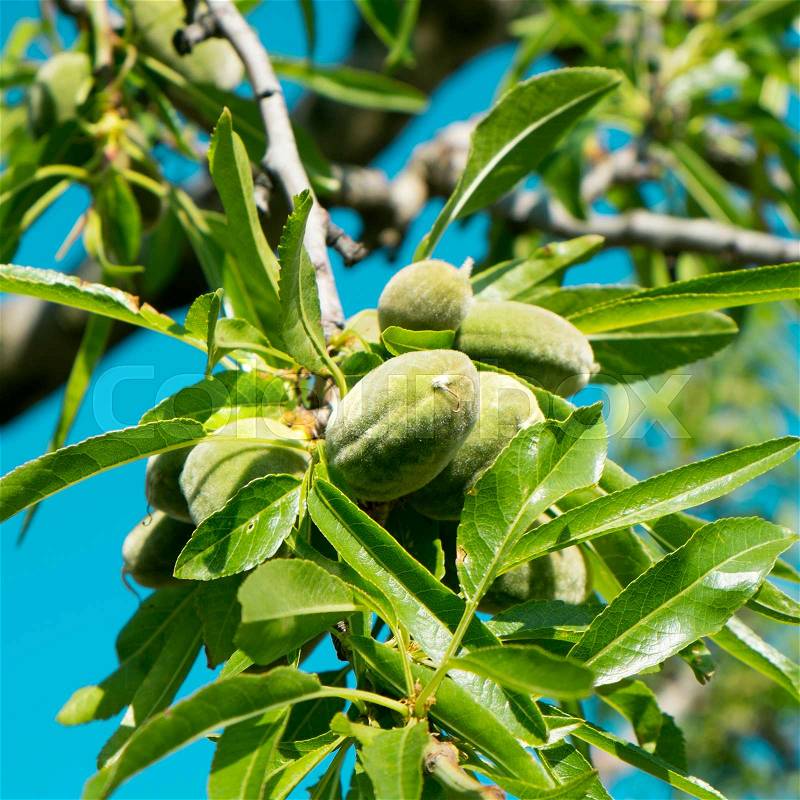 Closeup of a branch of almond tree with some green almonds against the blue sky, stock photo