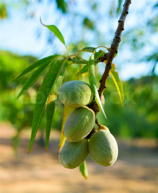 Closeup of a branch of almond tree with some green almonds in an orchard, stock photo