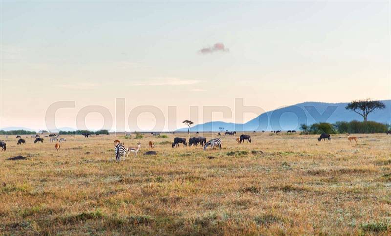 Animal, nature and wildlife concept - group of different herbivore animals in maasai mara national reserve savannah at africa, stock photo
