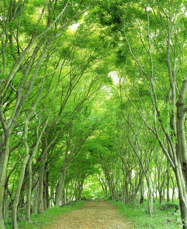 Woods Landscape Scene Green Wallpaper, stock photo