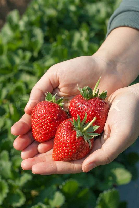 Ripe strawberry in hand with natural background, stock photo