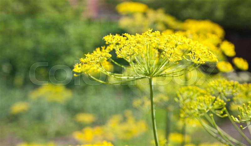 Yellow dill flower in a close-up garden, stock photo