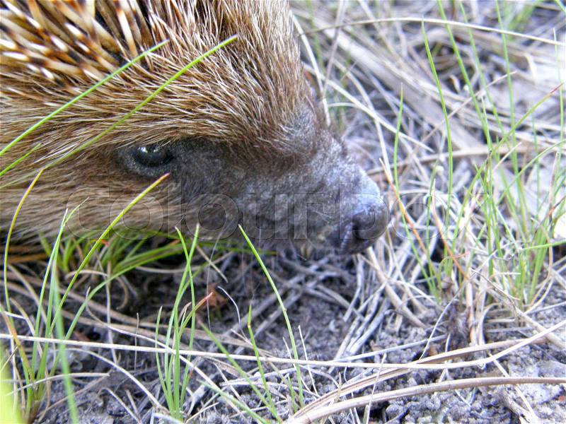 A wild hedgehog on the ground. Very beautiful image, stock photo