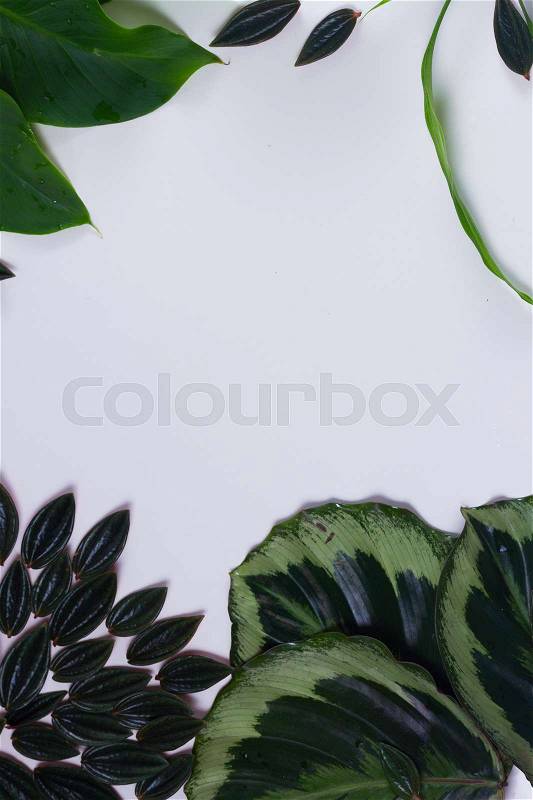 Mix of fresh green exotic tropical leaves frame on white background, copy space on white background, stock photo