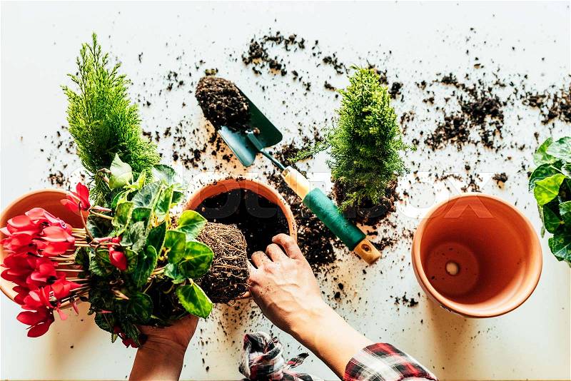 Woman\'s hands transplanting plant a into a new pot, stock photo