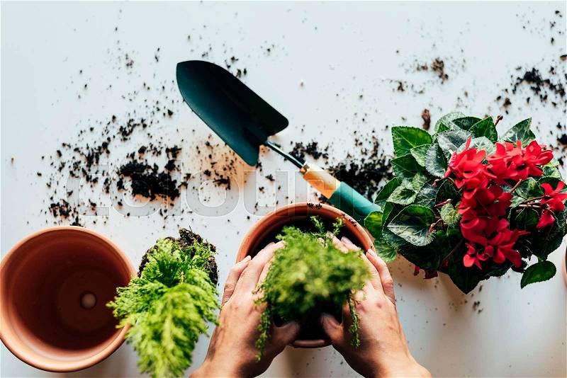 Woman\'s hands transplanting plant a into a new pot, stock photo