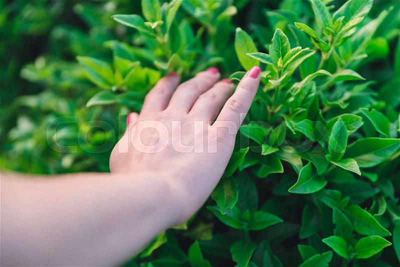 Hand touching leafs / In touch with Nature / Hand touching leafs, stock photo