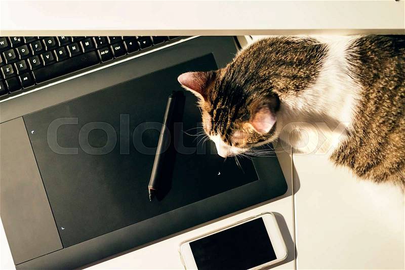 Pause at work: cat sleeping on keyboard, stock photo