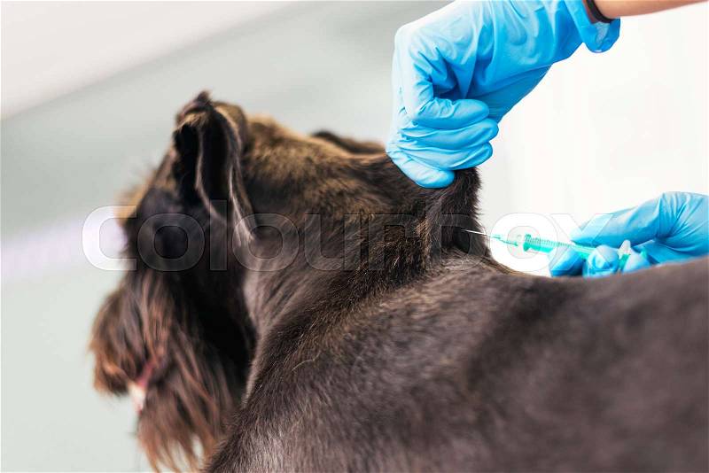 Veterinarian putting a vaccine on a dog. Veterinary Concept, stock photo