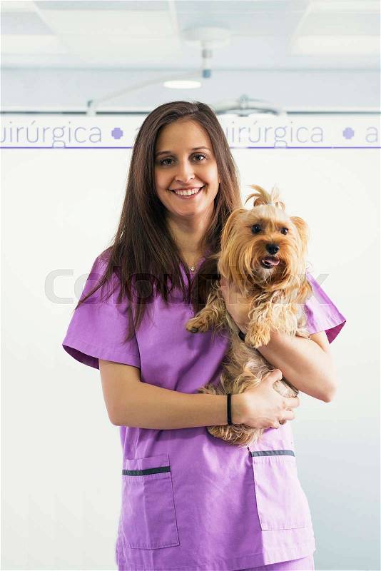 Cheerful women veterinary holding a little dog. Veterinary Concept, stock photo