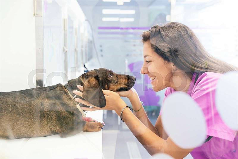 Veterinarian doctor hugging a beautiful dog. Veterinary Concept, stock photo