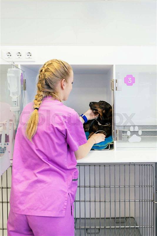 Veterinarian doctor hugging a beautiful dog. Veterinary Concept, stock photo