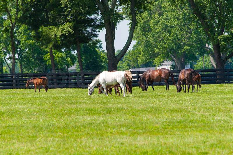 Horses at horse farm. Country landscape, stock photo