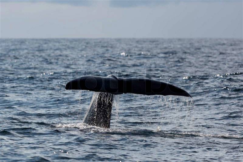 The fluke of Sperm whale as it begins a dive into the North Atlantic, stock photo