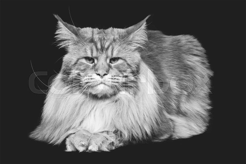 Beautiful big maine coon cat. Copy space. Studio shot on black background. Monochrome, stock photo