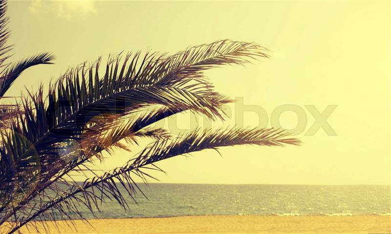 Palm tree on a Sardinian beach, retro film toned with lens flare and space for text on the right, stock photo
