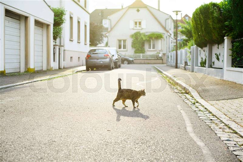 Beautiful curious cat walking at sunset leaving majestic shadow in calm French neighborhood with beautiful French houses, stock photo