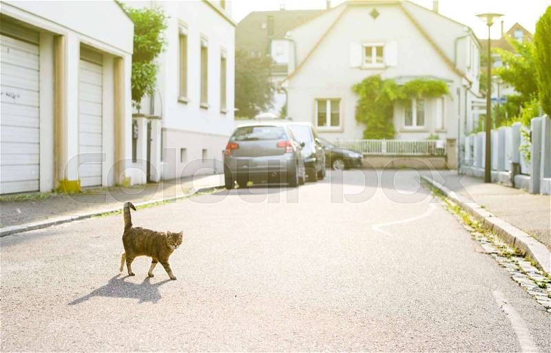 Beautiful curious cat walking at sunset leaving majestic shadow in calm French neighborhood with beautiful French houses, stock photo