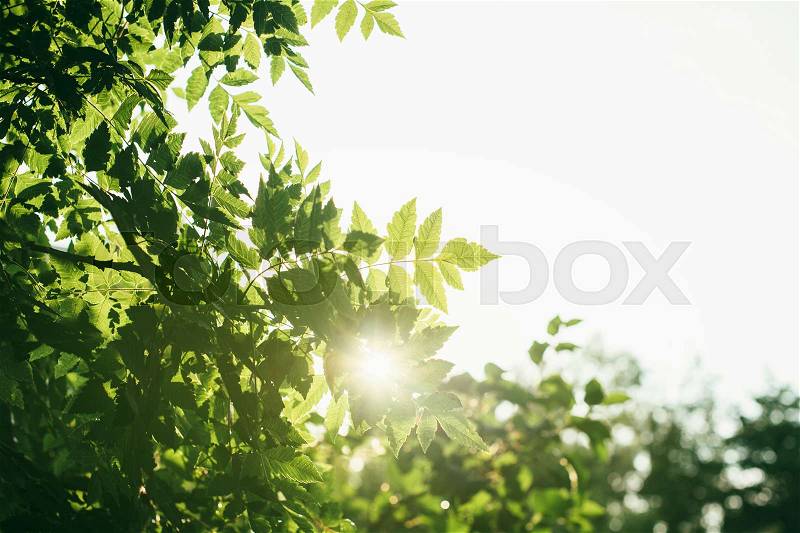 Enviromental protection in French forest green canopy tree forest, stock photo