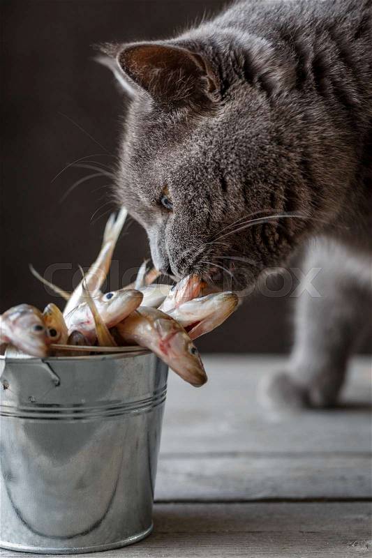 A cat sniffs raw fish, stock photo