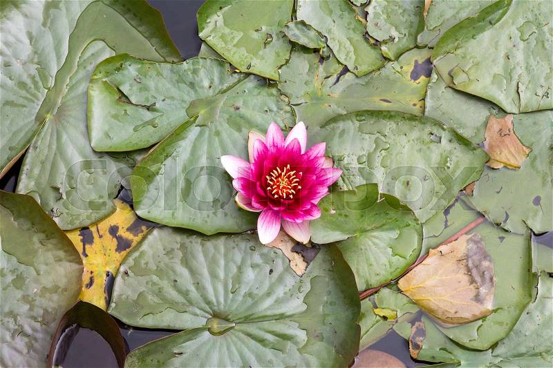 Blooming water lily in small pond.Top view, stock photo