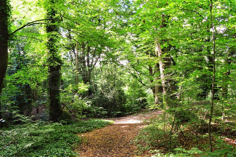 A woodland trail in Summertime, stock photo