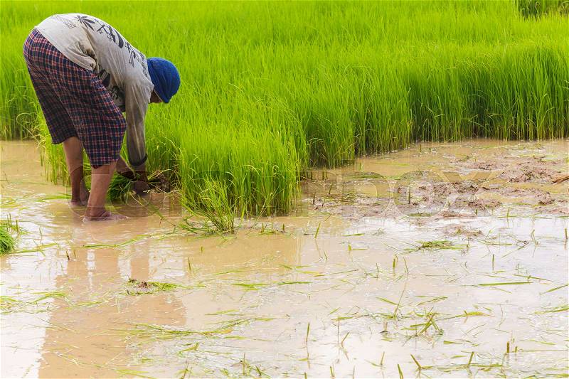Asian farmer working on rice field, stock photo