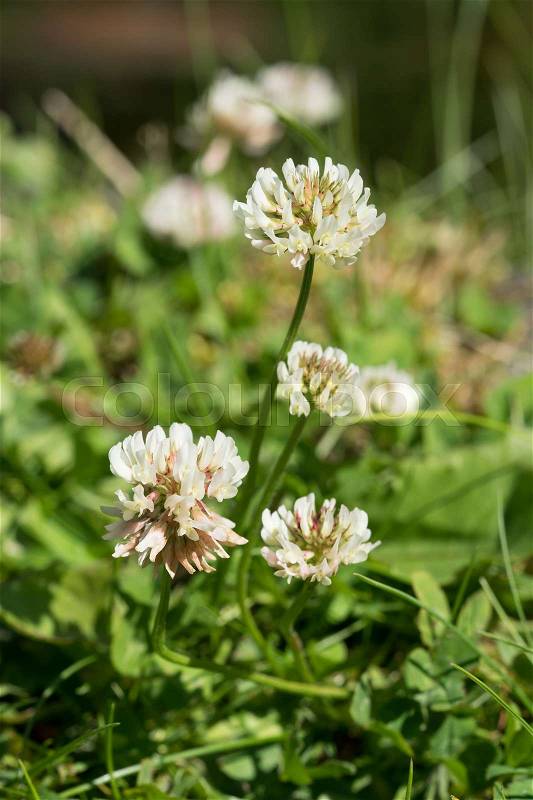 Some white clover flowers with focus on the two closest, stock photo