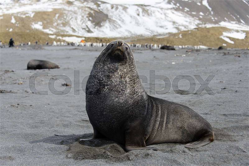 Fur seal, stock photo