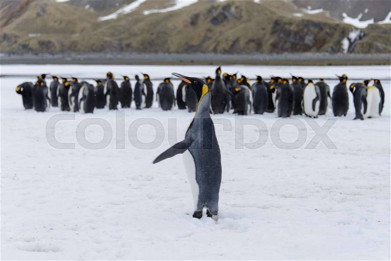 King penguins on South Georgia island, stock photo