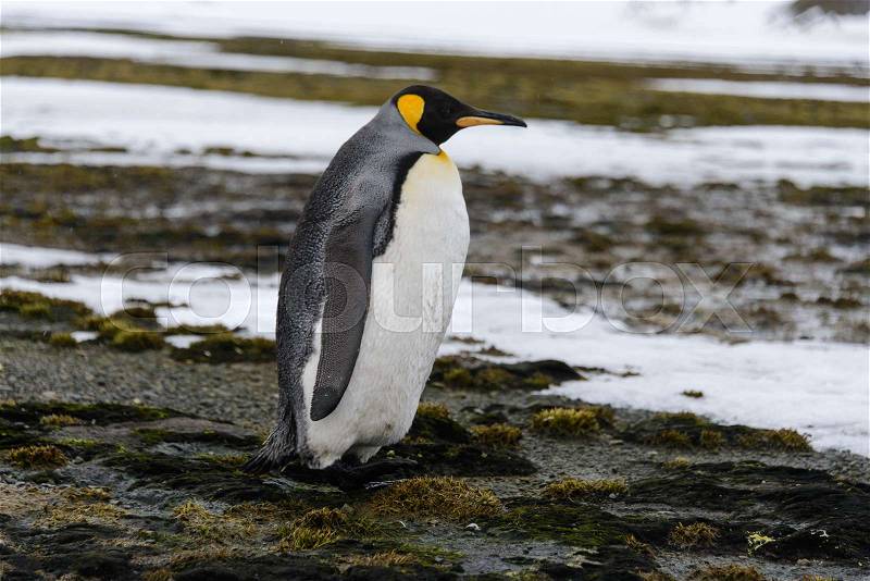 King penguins on South Georgia island, stock photo