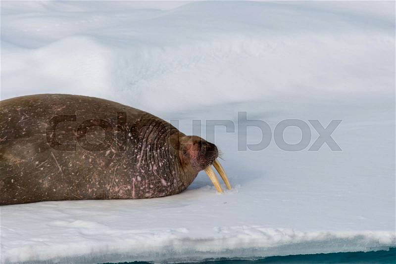 Walrus on ice, stock photo
