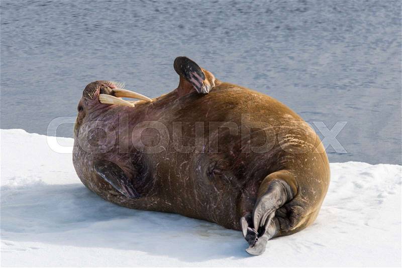 Walrus on ice, stock photo