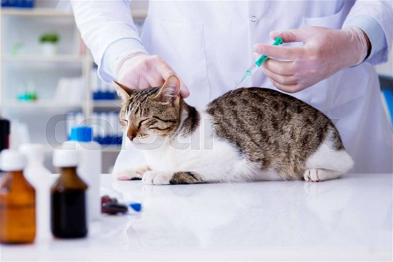 Cat visiting vet for regular check up, stock photo