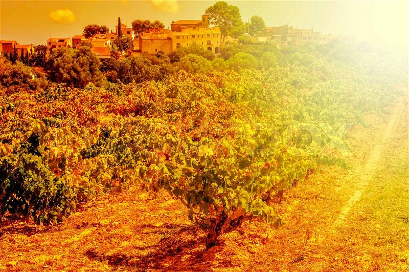 Detail of a vineyard in a mediterranean country lit by the evening light, stock photo