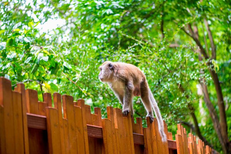 Fluffy monkey goes on a wooden fence in the forest, stock photo