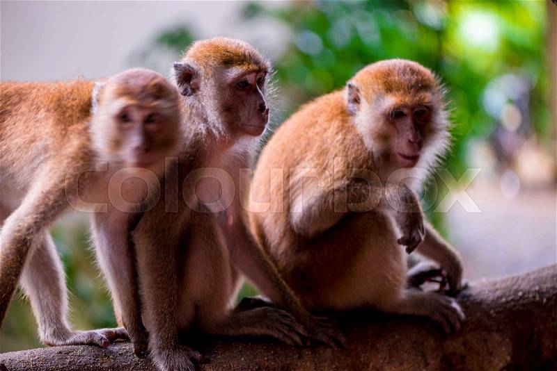 Three monkeys sit on a tree branch in the tropics, stock photo