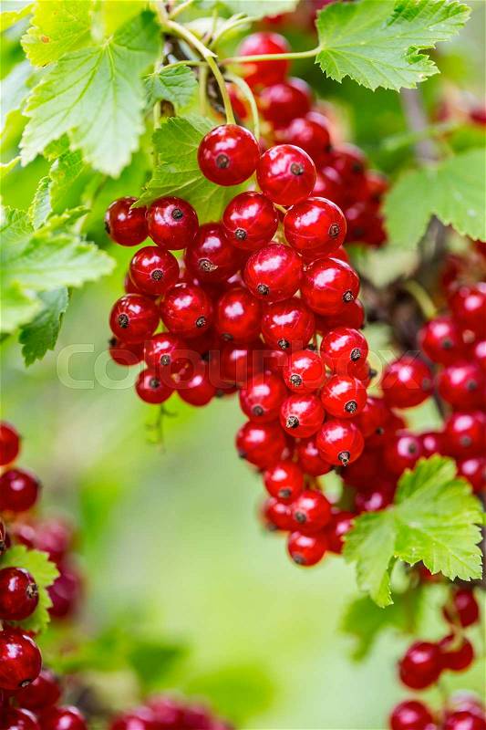 Red Currant. Red currant on bush in a garden, stock photo