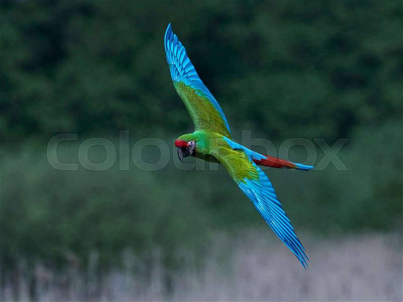 Military macaw in flight with vegetation in the background, stock photo