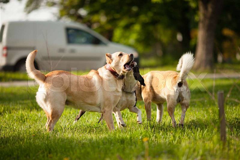 Three dogs walking on green grass in the park, stock photo